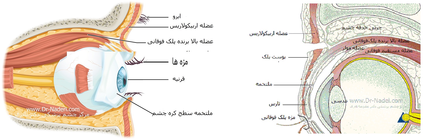  پلک ها نازک‌ترین قسمت پوست بدن می باشند.